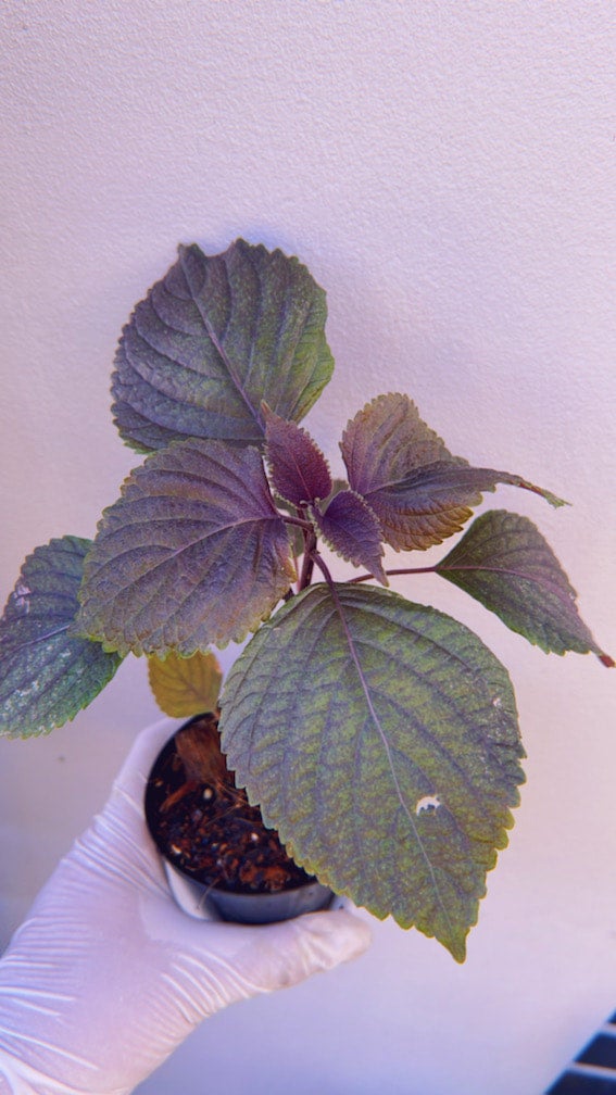 Organic Shiso Japanese Red Perilla Frutescens Super Nutritious Edible