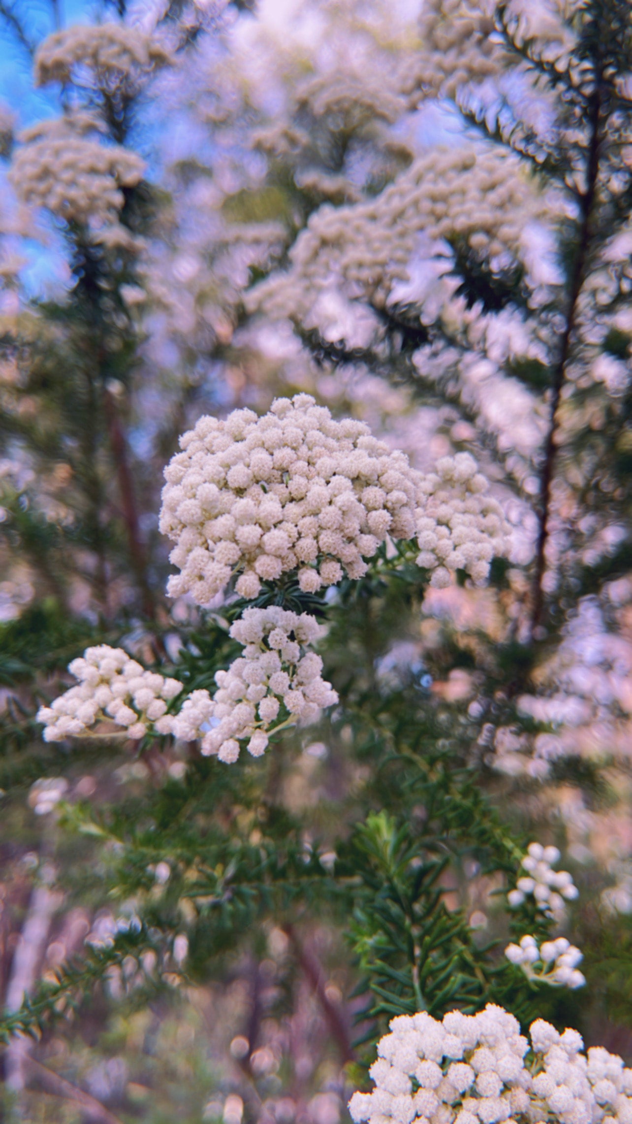 Sago Rice Flower Ozothamnus Diosmifolius Beautiful Australian Native