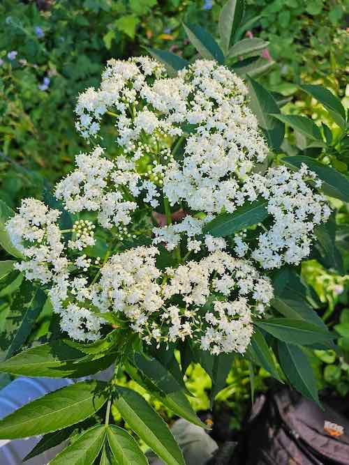 Elderberry plant medicinal perennial plant, edible fruit plant, stunning  flower, easy grow