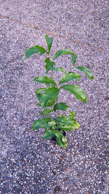Small leaved tamarind Diploglottis campbellii Australian natives bush ...