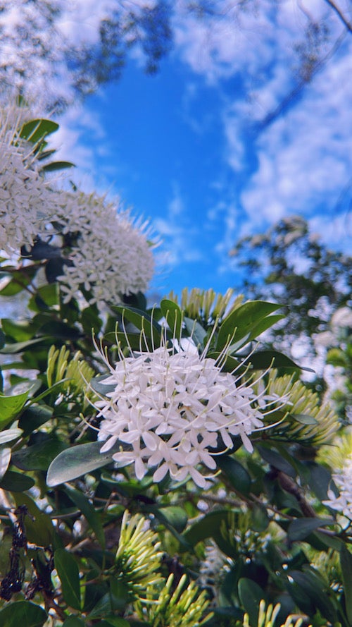 Butterfly bush Pavetta australien native stunning flower butterfly ...