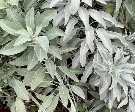 White Sage Salvia apiana edible herb, powerful medicinal use, great  spiritual and emotional cleansing properties