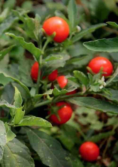 perennial-medicinal-edible-herb-ashwagandah-dear-arborist-plants