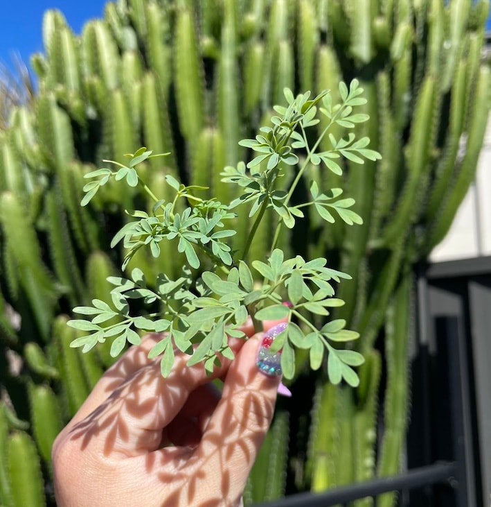 Diy Projects Using Rue Ruta Organic Rue Ruta graveolens perennial medicinal use insect repellent ...