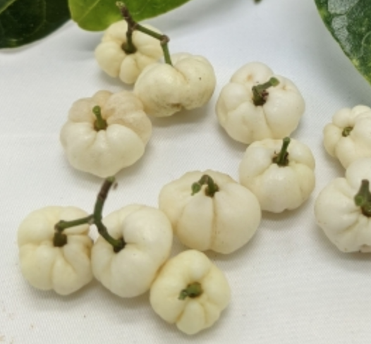 Australian native Bushfood White Aspen Acronychia oblongifolia
