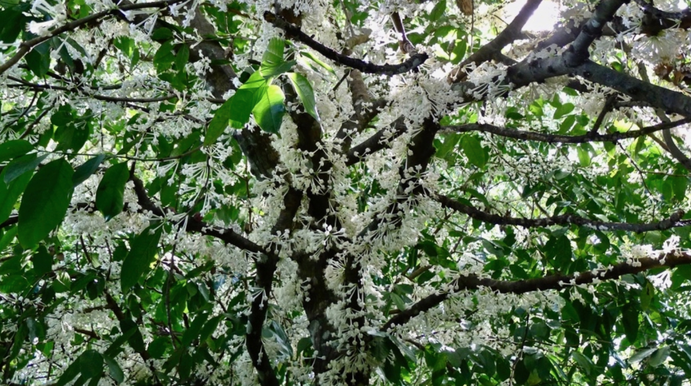 Scented Daphne native plant Phaleria clerodendron beautiful fragrance