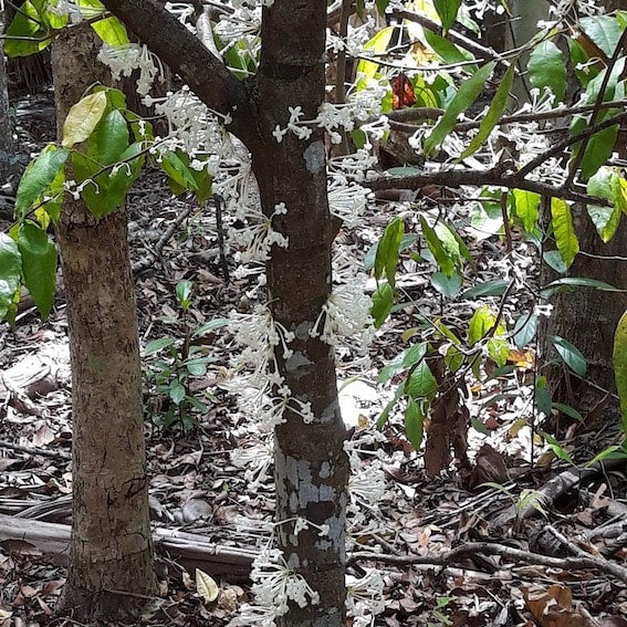 Scented Daphne native plant Phaleria clerodendron beautiful fragrance