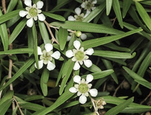 Lemon scented tea tree Leptospermum petersonii small useful native ...