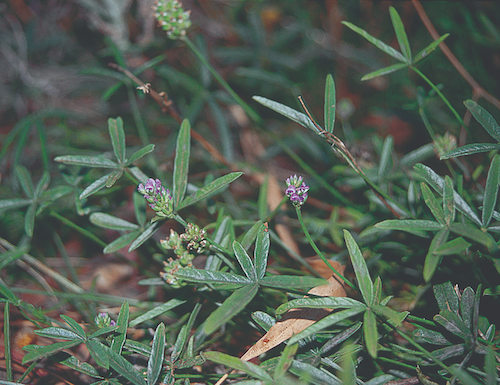 Australian Natives Emu foot plant hardy groundcover, an important ...