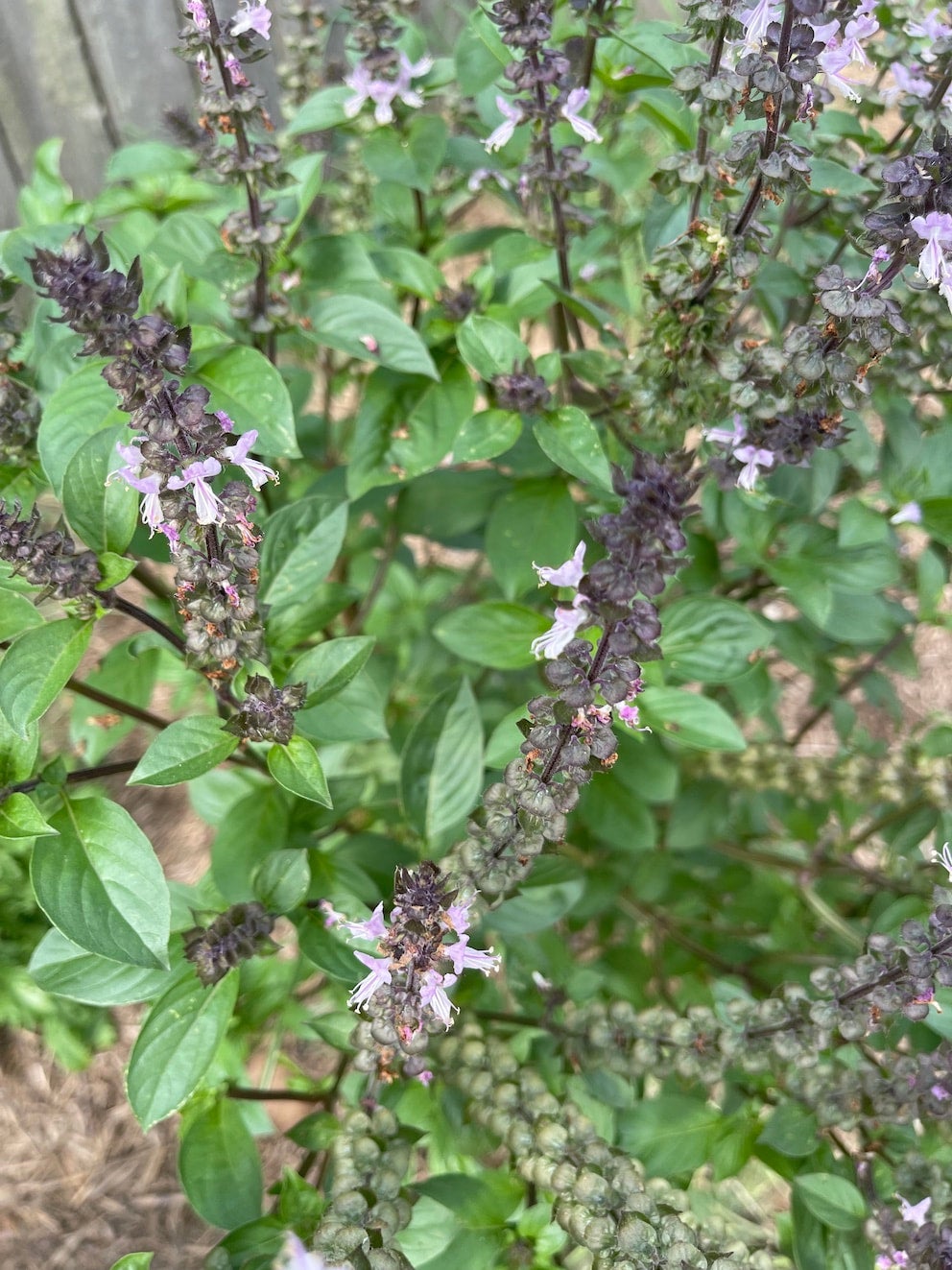 Holy Thai Basil powerful medicinal edible plant for self sufficient garden