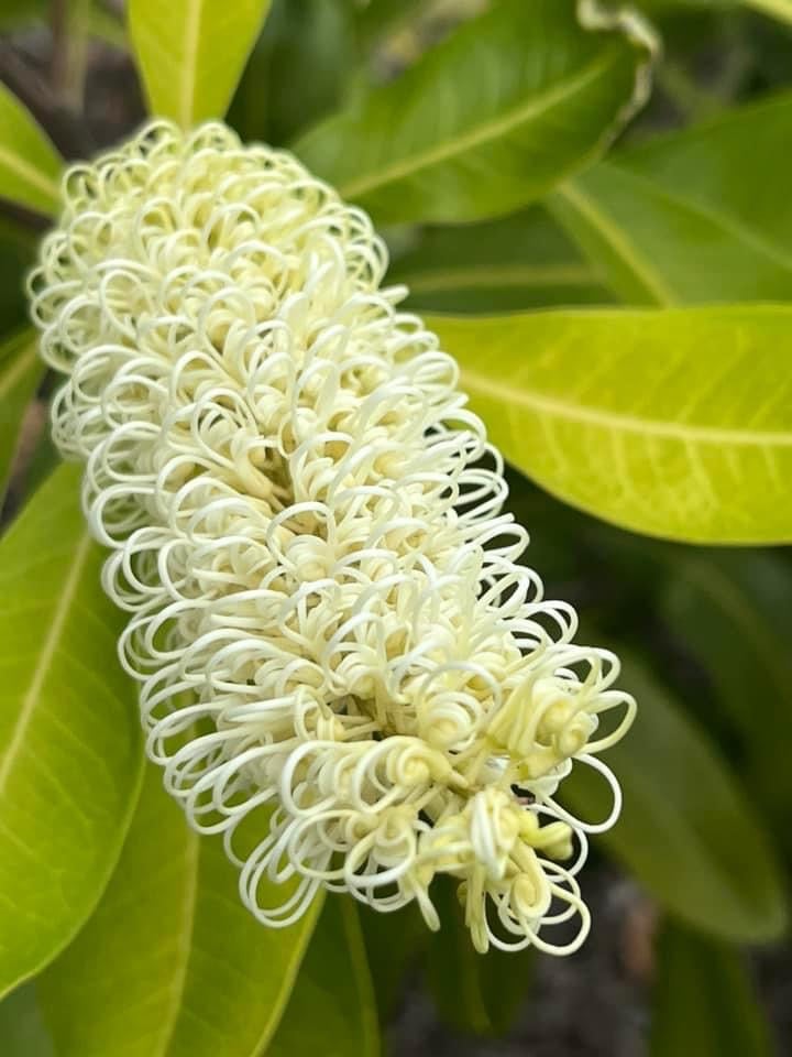 Ivory curl Australian natives, stunning flower, easy grow, fast grow