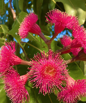 Flowering Bloodwood - Red flower gum Eucalyptus ptychocarpa attractive  Australian Natives tree, hardy, easy grow