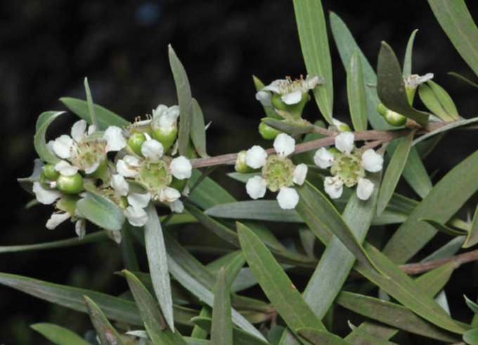 Australian Native Silver weeping tea tree - Leptosermum brachyandrum ...