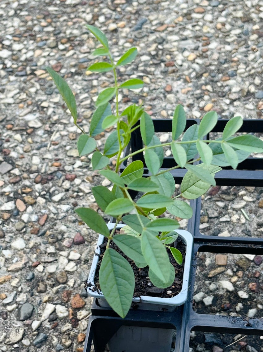 Licorice roots Perennial medicinal edible herb for self sufficient