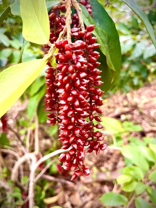 Australian Native wild currant interesting edible berries native