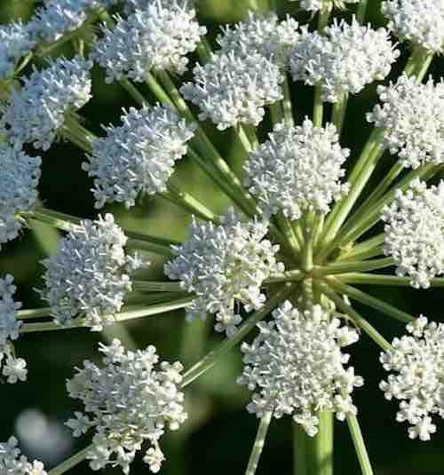 Angelica edible medicinal plant Dear Arborist Plants