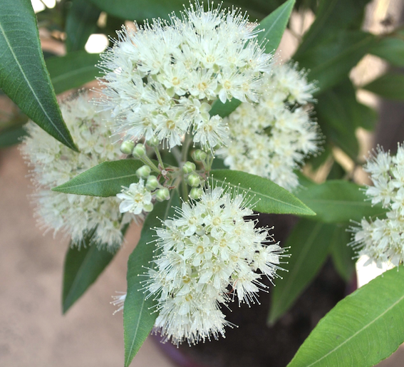 How Is Lemon Myrtle Used In Cooking