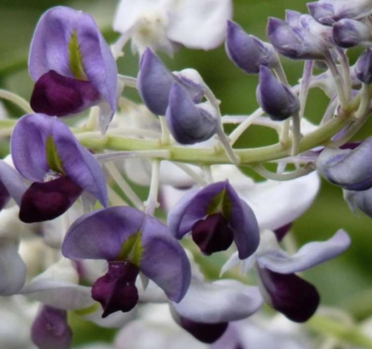 Native Wisteria Native vine easy care food source for beneficial