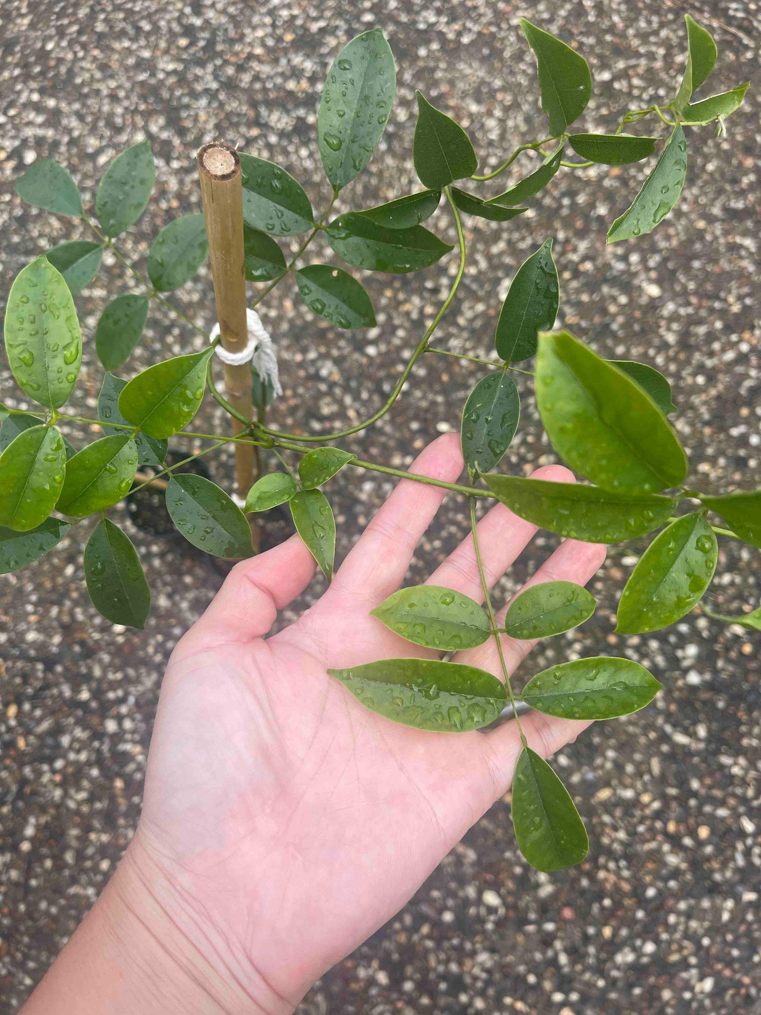 Native Wisteria Native vine easy care food source for beneficial