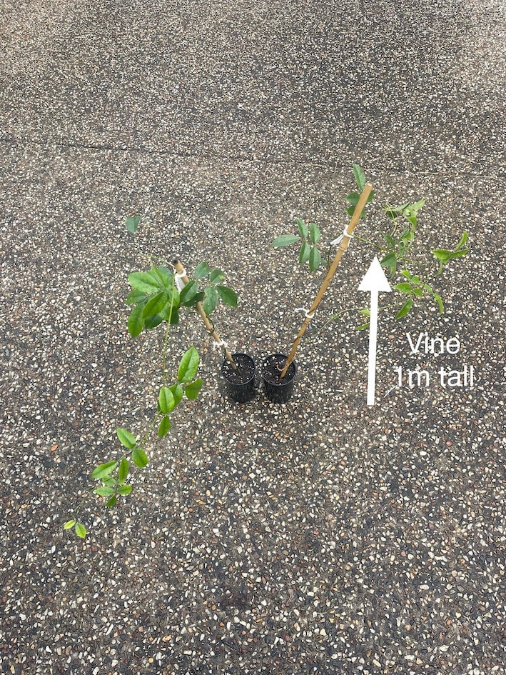 Native Wisteria Native vine easy care food source for beneficial