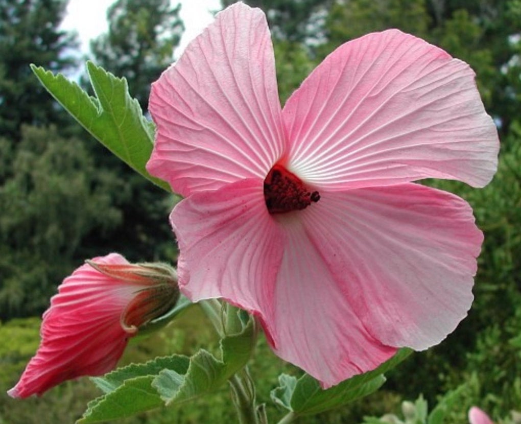 Pink Hibiscus Hibiscus splendens showy flower, easy & fast grow, edible